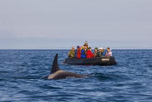 whale-zodiac-wildlife-marine-life-russian-far-east-voyage-arctic-polar-cruise-holiday.jpg