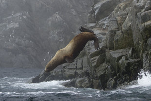sea-of-okhotsk-russian-far-east-diving-seal-wildlife-wilderness-voyage-cruise10.jpg