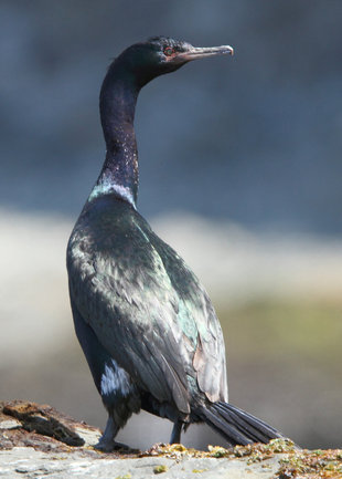 Birdlife-arctic-russian-far-east-polar-voyage-expedition-cruise-holiday.jpg