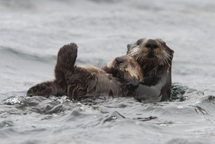 kamchatka-giant-sea-otter-russian-far-east-wildlife-marine-life-poalr-arctic-cruise-holiday.jpg