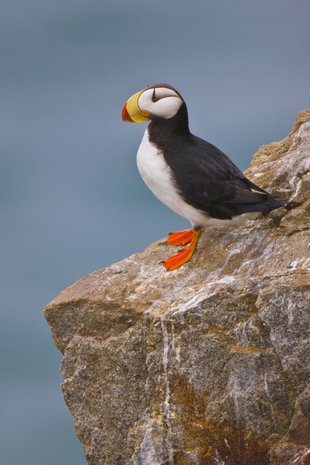 puffin-rock-russian-far-east-wildlife-wilderness-marine-life-polar-cruise-holiday.jpg