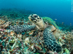 Hawksbill Turtle, Komodo - Dr Simon Pierce