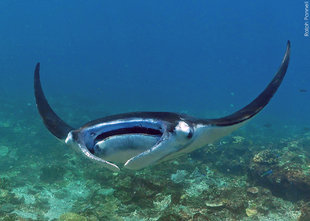 Manta Ray Research & Conservation - Ralph Pannell