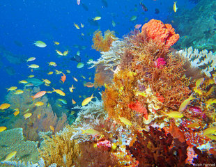 Melissa's Garden, Raja Ampat - Ralph Pannell