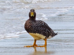 falkland-flightless-steamer-duck-antarctic-voyage.jpeg