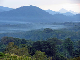 Lowland Rainforest in the Sepik Province - Ralph Pannell