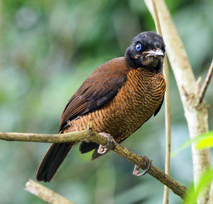 Lawes Parotia Lawesii - Endemic Birdwatching in Papua New Guinea