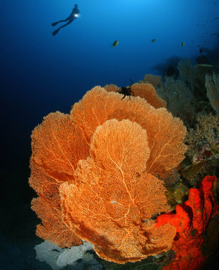 Coral Reef in New Britain - Darek Sepiolo