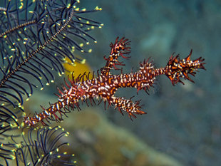 Ghost Pipefish, New Ireland