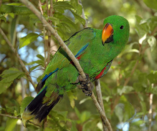Male Eclectus Parrot, New Ireland