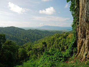 Rainforest in the Sepik Province - Ralph Pannell