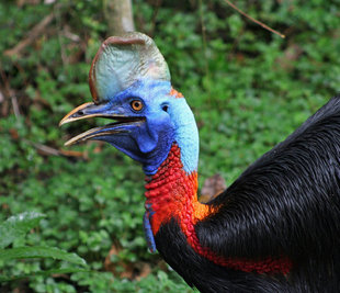 Cassowary in the Sepik Province