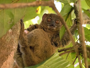 Nosy Be Sportive Lemur, Lokobe Forest - Ralph Pannell