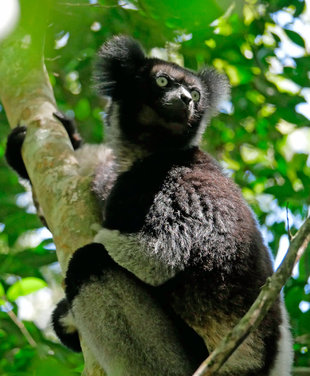 Indri Lemur, Andasibe - Ralph Pannell