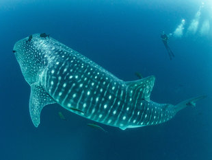 Whale Shark Galapagos Dr Simon Pierce MMF / Aqua-Firma