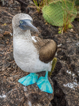 Blue Footed Booby Galapagos - photo by Dr Simon Pierce