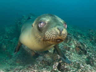 Sea lion on a Scuba Dive in the Galapagos