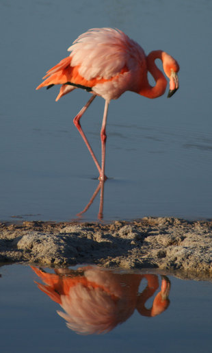 Flamingo on Isabela Island in the Galapagos