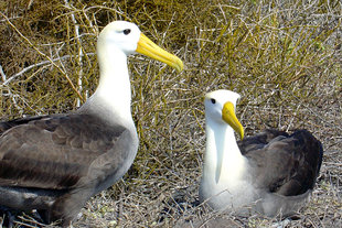 Waved Albatrosses on Espanola Island in the Galapagos
