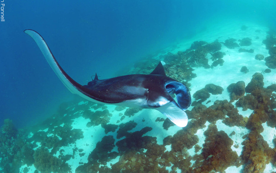 Komodo Manta Ray Research Coral Triangle & Dragons Dive & Snorkel
