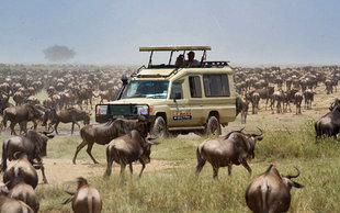 Aqua-Firma on a Great Migration Safari in Tanzania
