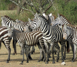 Zebra in Serengeti National Park - Ralph Pannell
