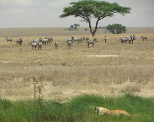 Lion Hunting in the Serengeti - Ralph Pannell