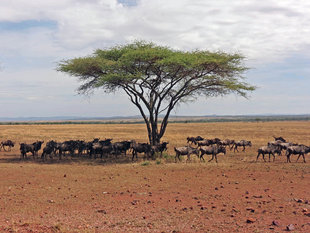 Serengeti National Park - Ralph Pannell
