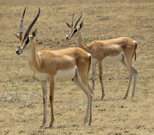 Eland in Serengeti National Park - Howard & Sarah Bruce