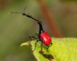 Giraffe Necked Weevil, Mantadia National Park - Ralph Pannell