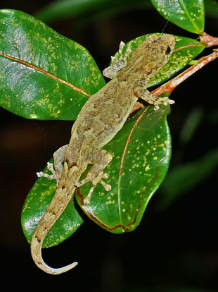 Tree Lizard, Mangabe Reserve - Ralph Pannell