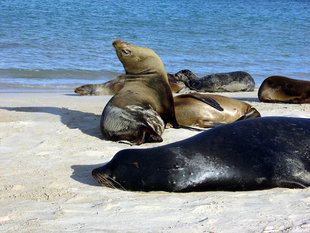 Bull with Harem Sea lions galapagos wildlife yacht safari.JPG