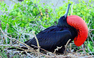 Frigatebird expanding its Gula