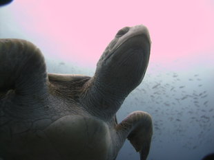 Turtle Galapagos marine life Dan Holmes.JPG