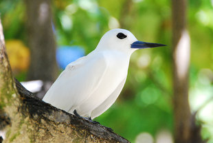 Fairy Tern Seychelles Doug Howes