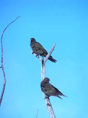 Seychelles Black Parrot Ralph Pannell