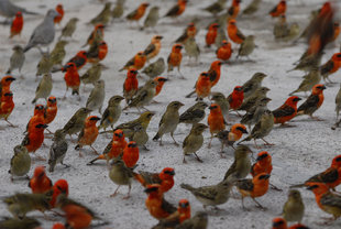 Fody Birds Seychelles Carina Hall