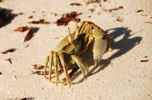 Crab Seychelles Doug Howes