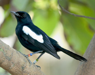 Seychelles Magpie Robin