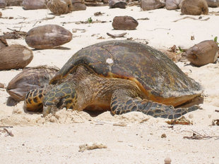 Hawksbill Turte Nesting Seychelles Luke