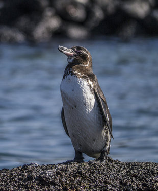 Galapagos Penguin on Isabela Island