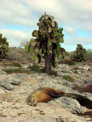 An Opuntia Cactus 'Tree', Galapagos