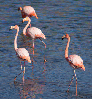 Flamingos in the south of Isabela Island, Galapagos - Ralph Pannell (Aqua-Firma)