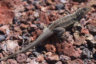 Lava Lizard inthe Galapagos