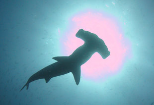 Dan_Holmes_hammerhead_Darwin_Island-zoom.jpg