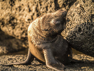 cute-baby-sealion-galapagos-marine-life-wildlife-cruise.jpg