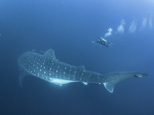 whale-shark-diver-galapagos-wildlife-marine-life-dive.jpg