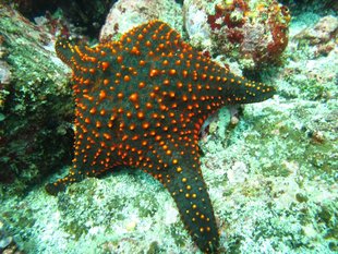 Galapagos_starfish_marine-life-diving-Rijkhorst.jpg