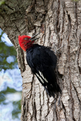 wood-pecker-torres-del-paine-national-park-patagonia-chile.jpg