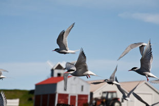 birdlife kayaking iceland wildlife.jpg